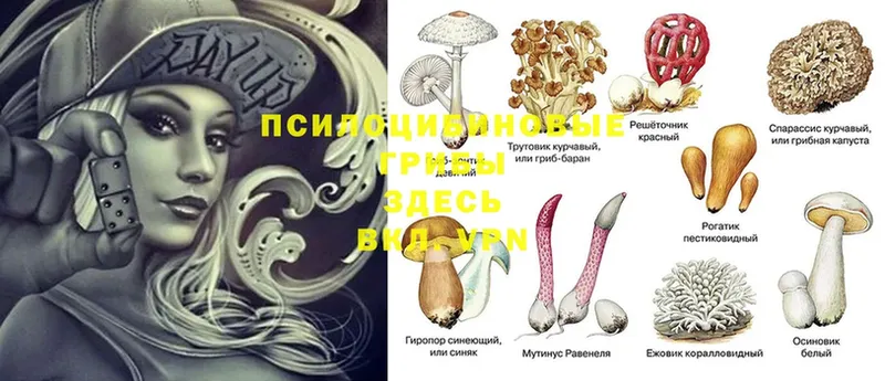 где найти   Котовск  Галлюциногенные грибы MAGIC MUSHROOMS 